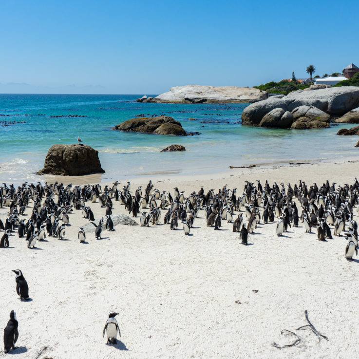 Boulders Beach