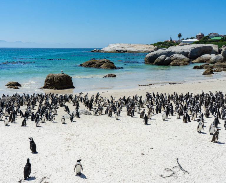 Boulders Beach