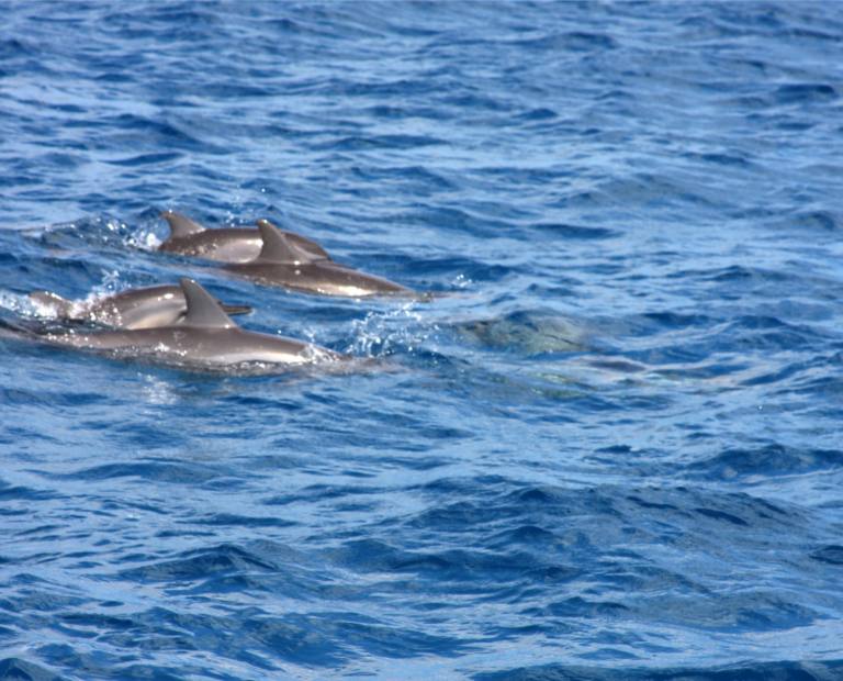 Baía dos Golfinhos