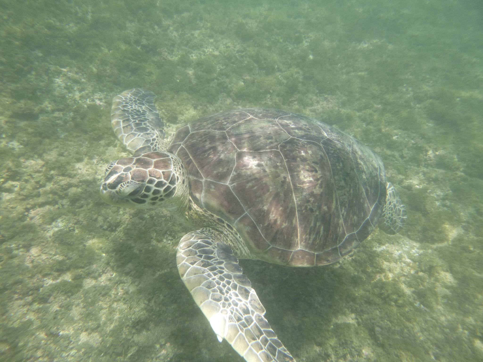 Foto subaquática de uma tartaruga-verde sobre o chão do mar.