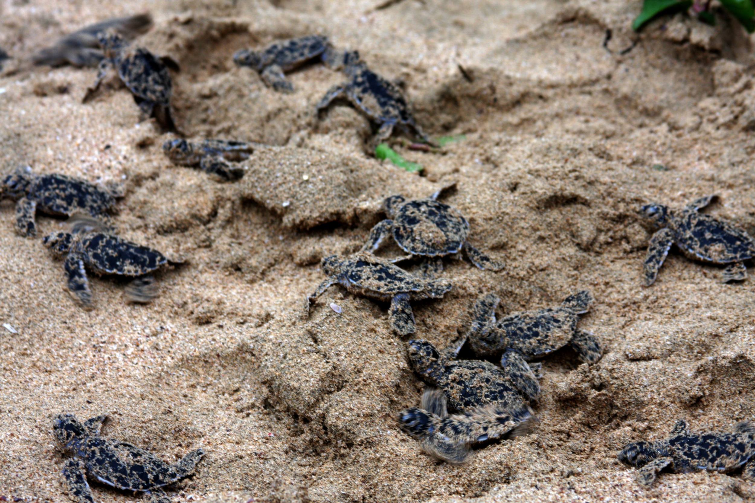 Filhotes de tartarugas rastejam pela areia em direção à água observados pelo Projeto Tamar.