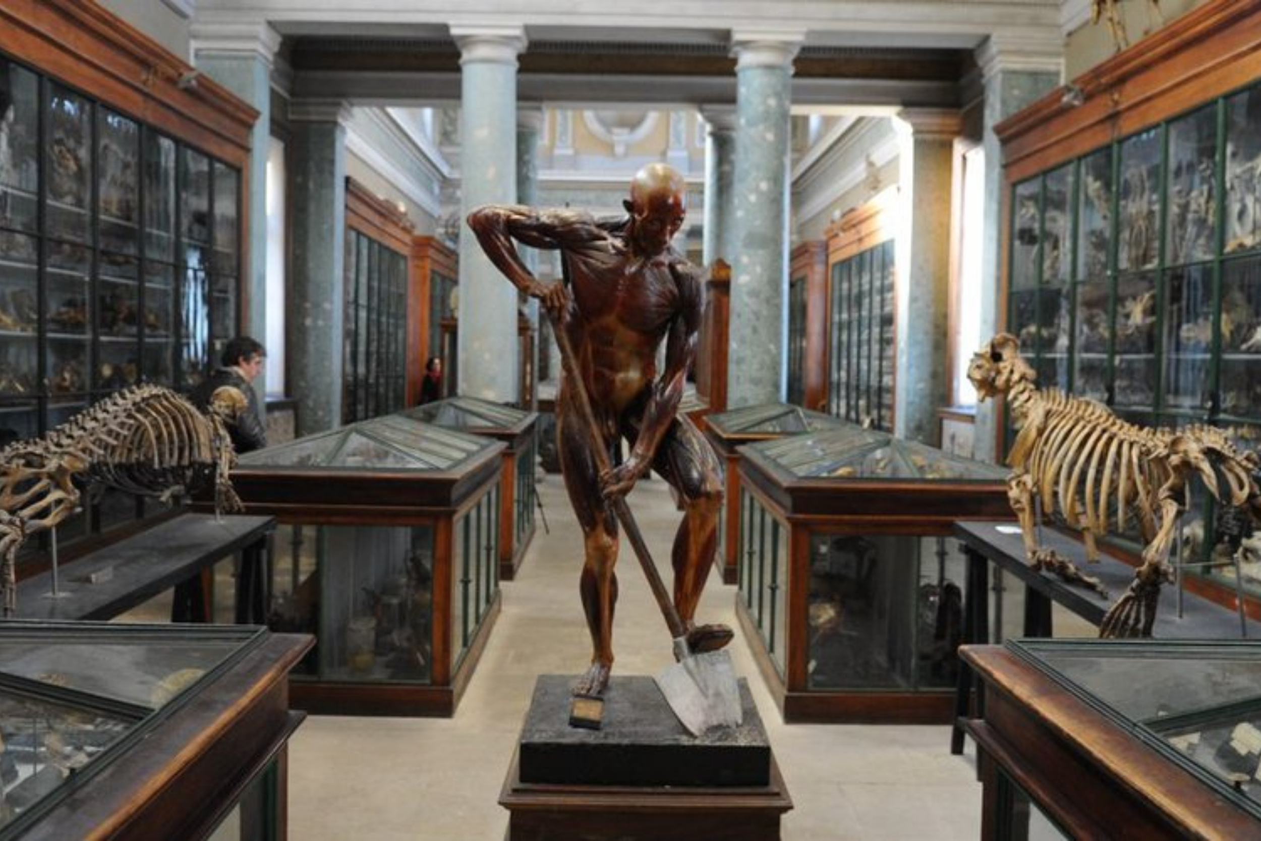 Catedral Saint-Pierre - Museu de Anatomia