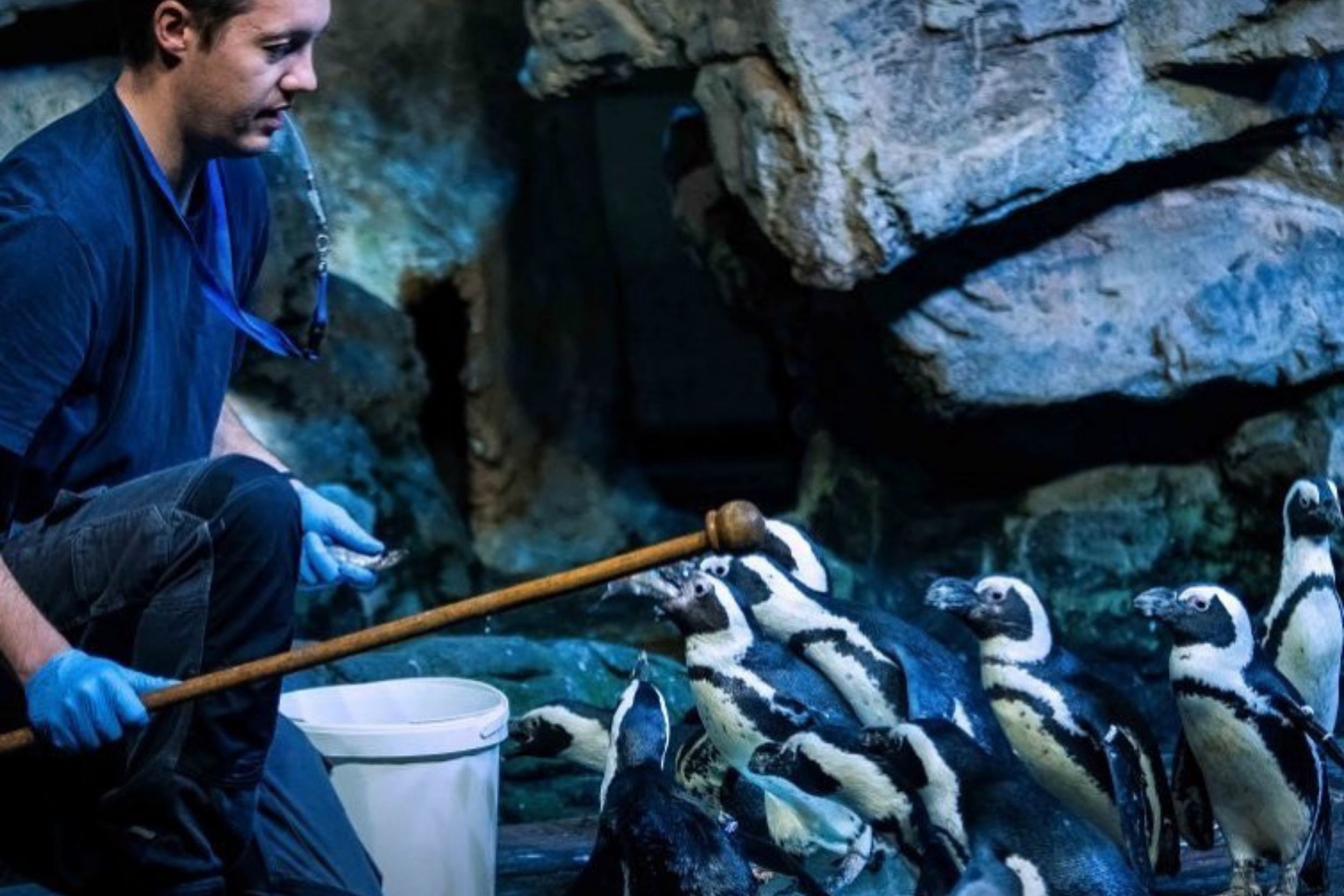 Planet Ocean Montpellier - pinguins